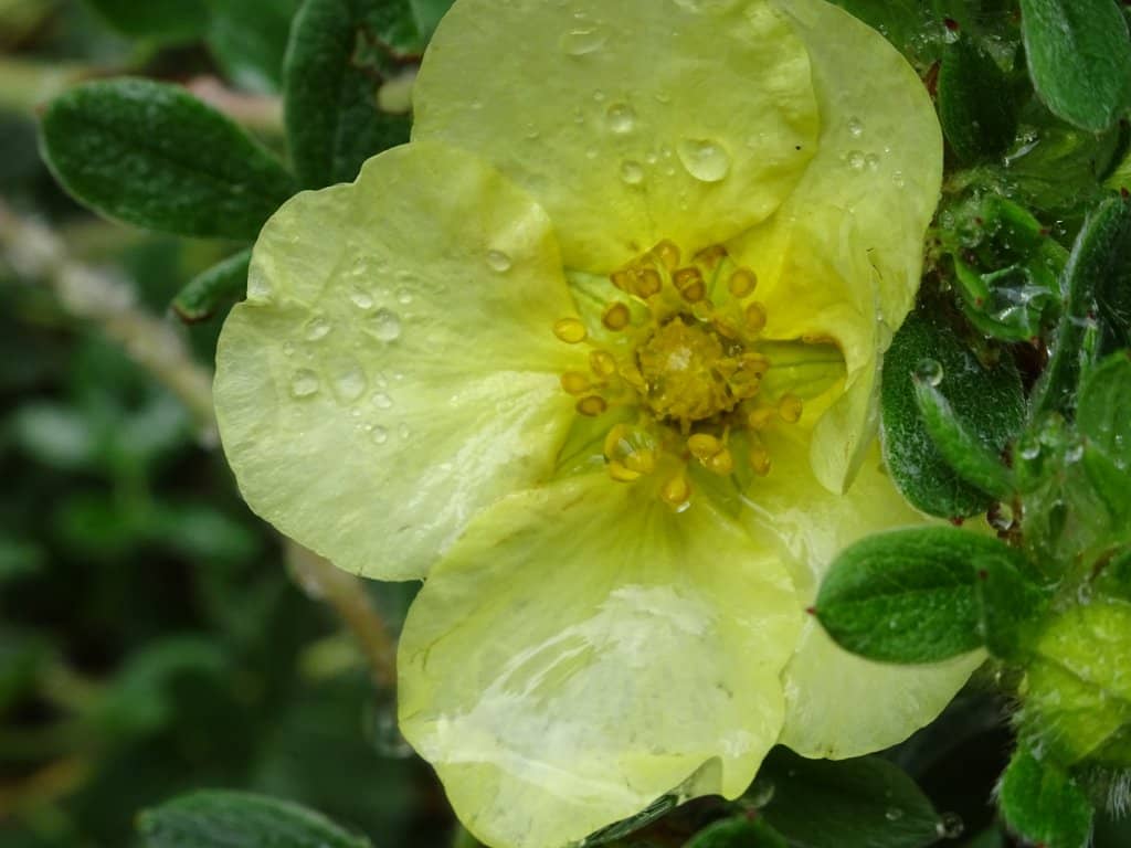 Rhine River Panoramas