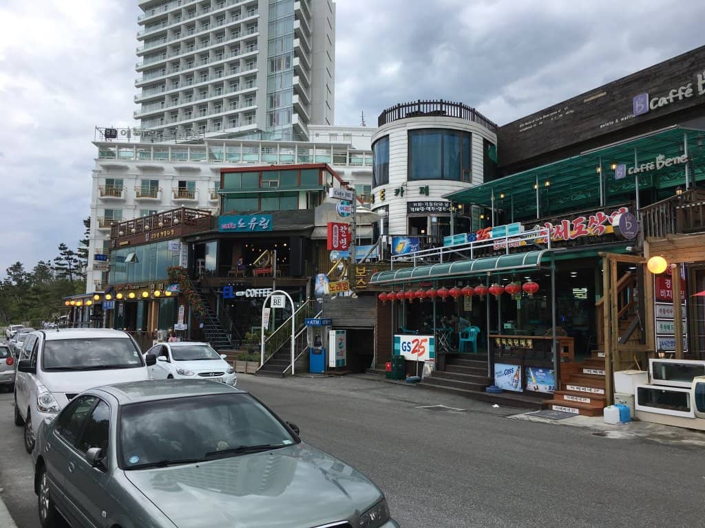 Pine Tree Lined Boardwalk