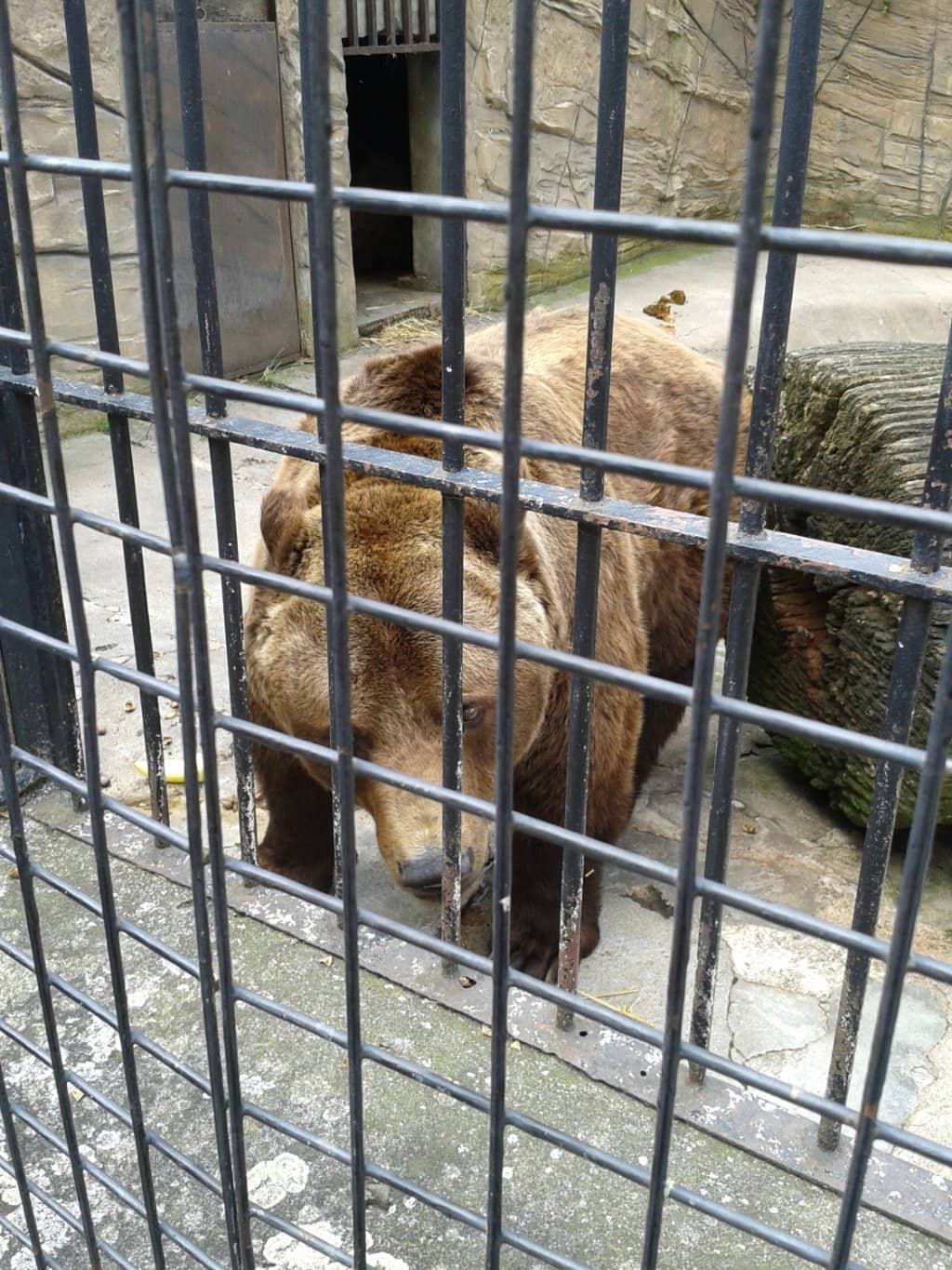 Bear and Wolf Sightings