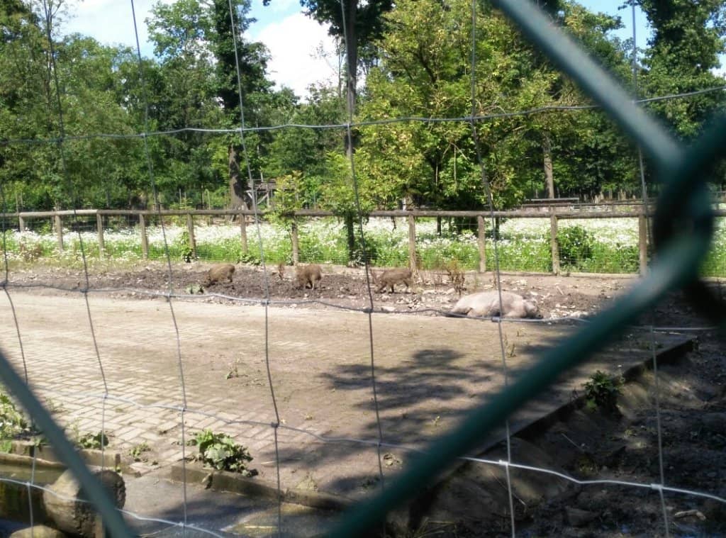 Wildgatter (Animal Enclosure)