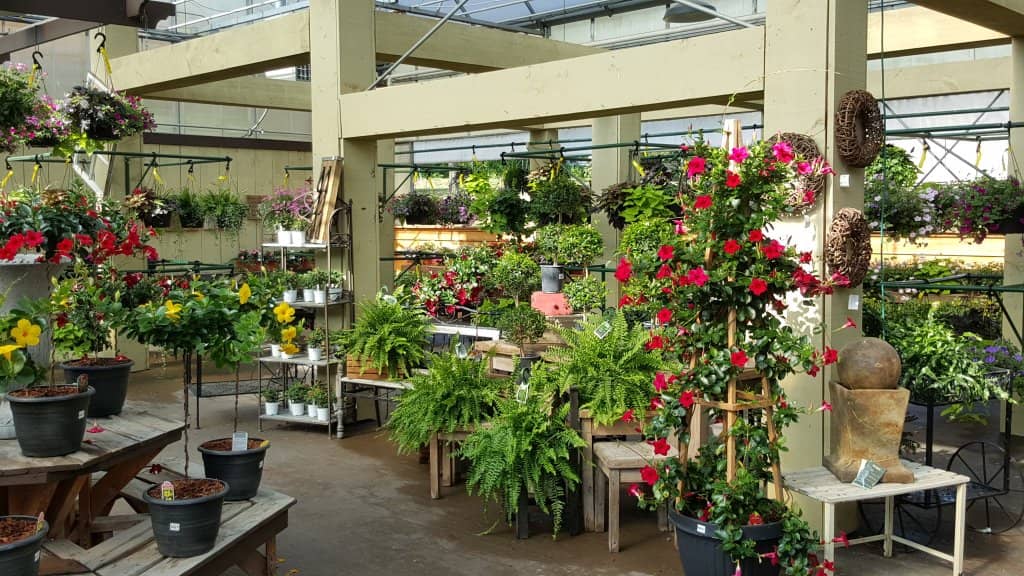 The Watering Can Flower Market (2026) – Best of TikTok, Instagram ...