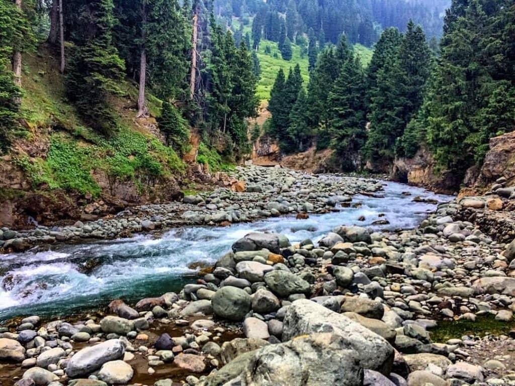Pine Forests & Mountain Views