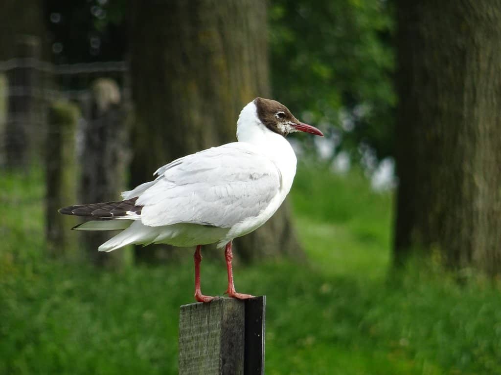 Fallow Deer Meadow