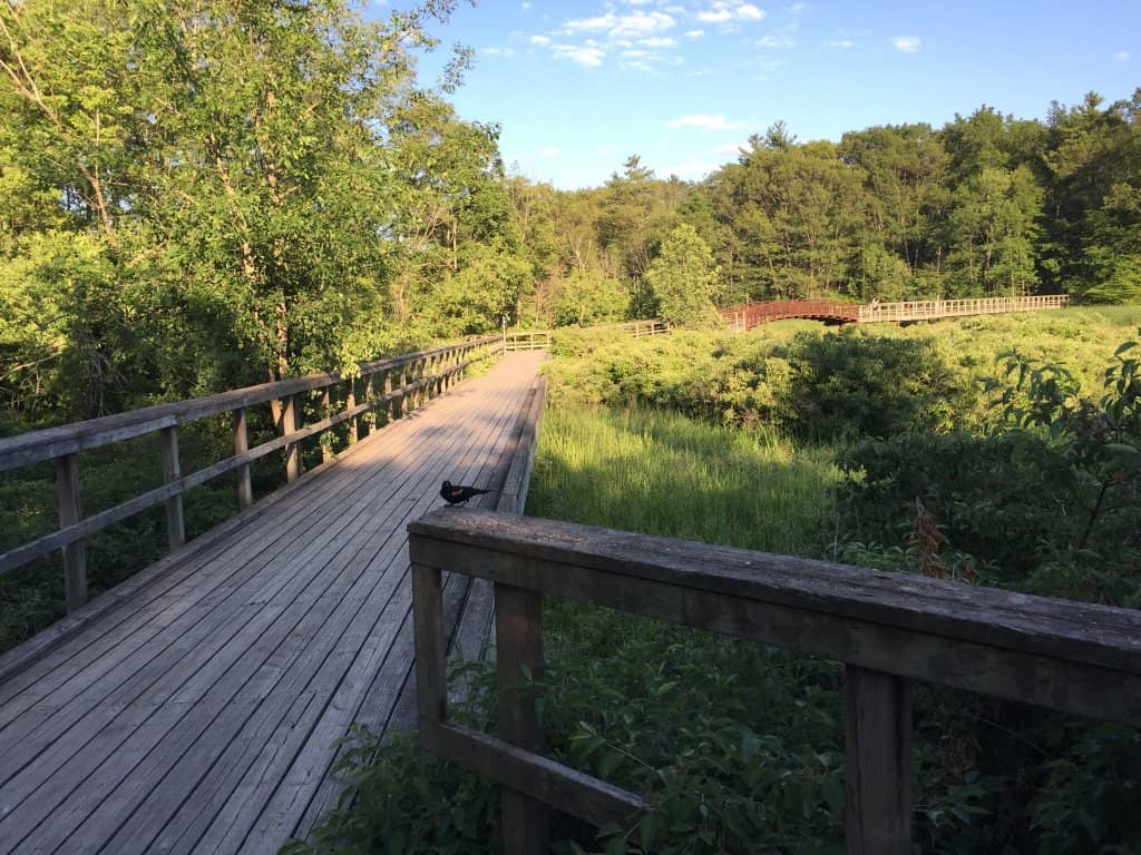 Afternoon Tea Experience