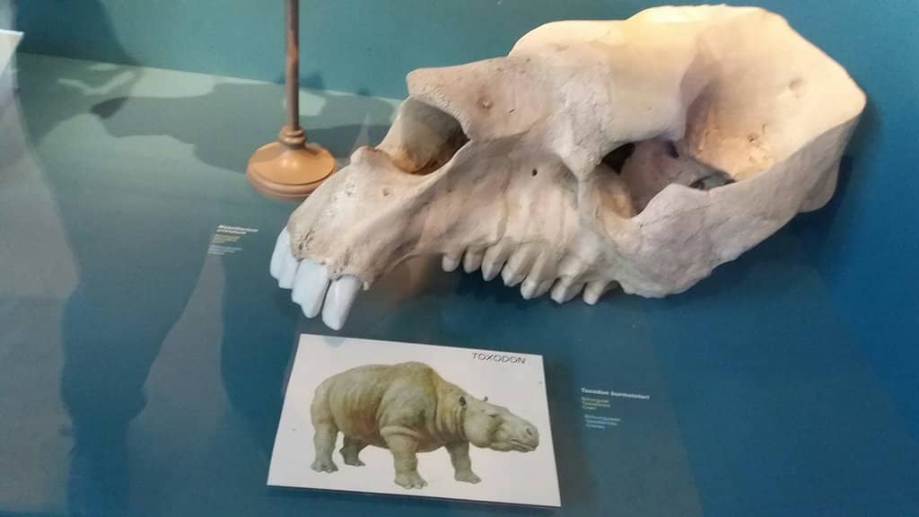 History of Pandemics