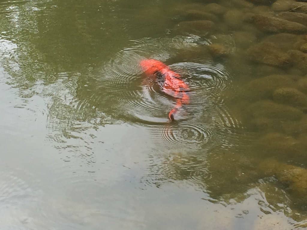 Cactus and Succulent Areas