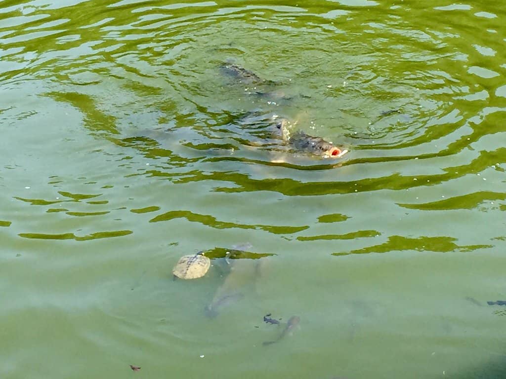 Scenic Walking Paths