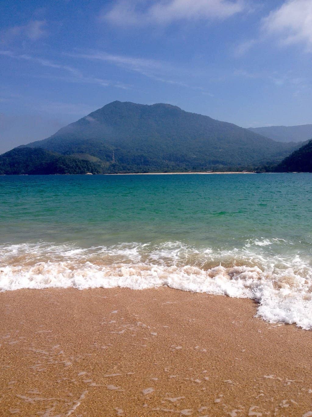 Lush Forest Interior