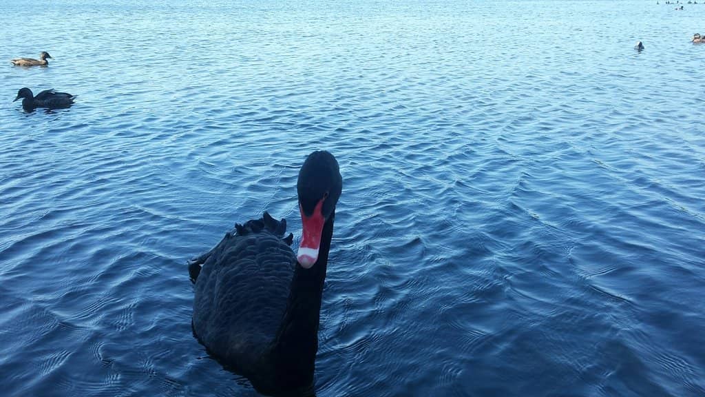 Wildlife Spotting