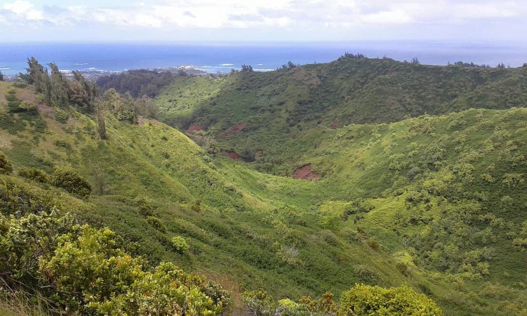 Lush Tropical Forest