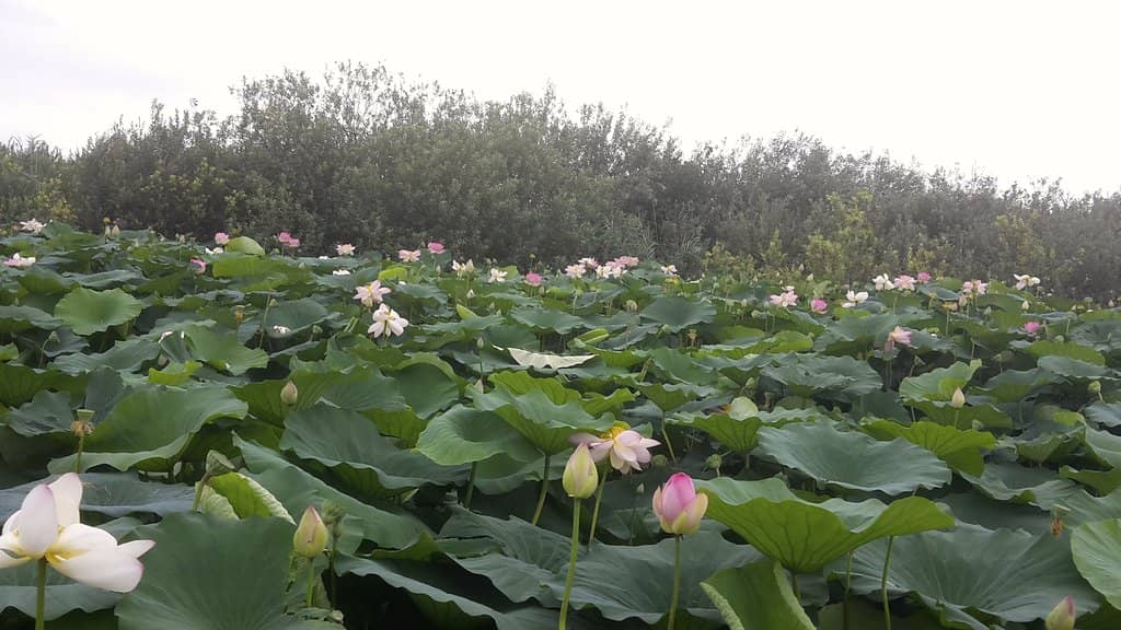 Parco Giardino Sigurtà
