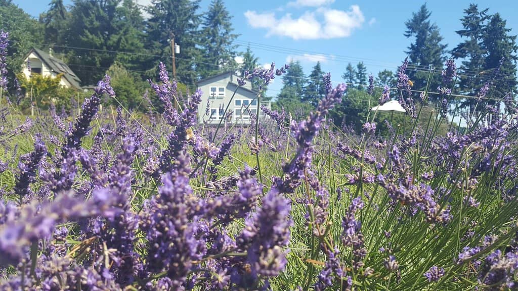 Local Cideries & Perry