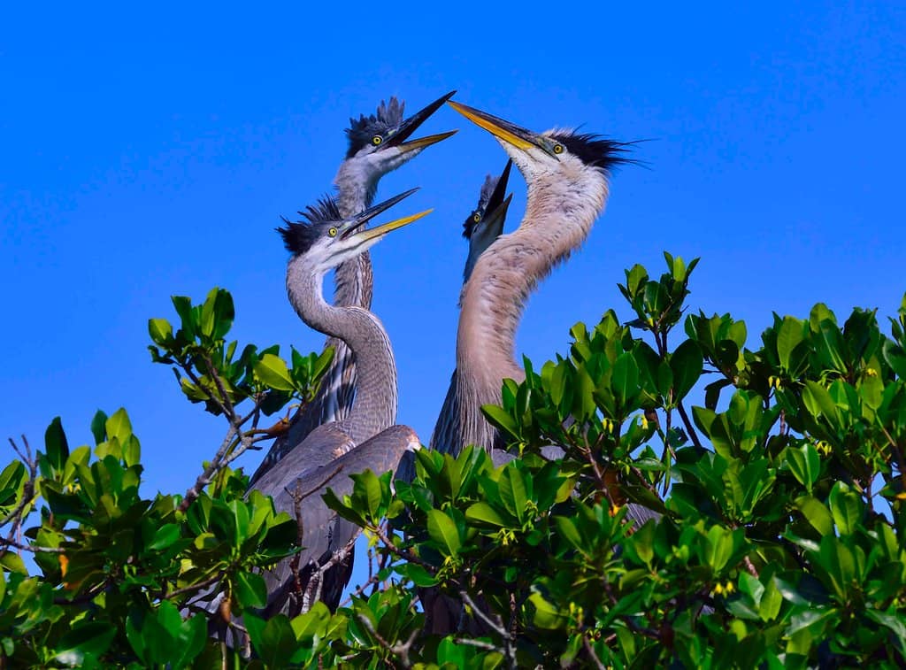 Birdwatching Paradise