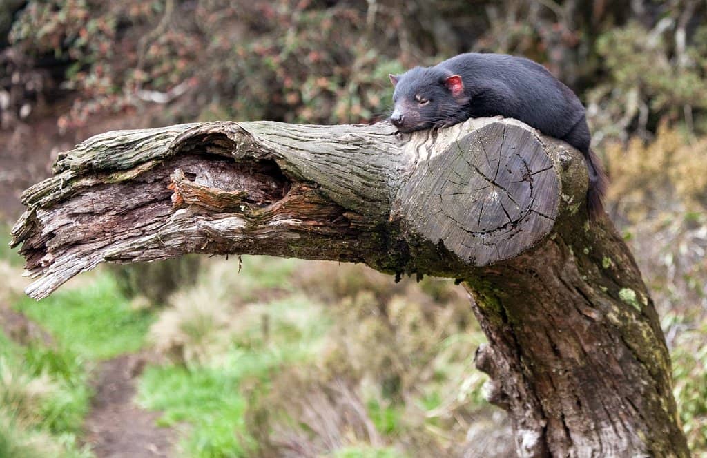 Conservation Insights