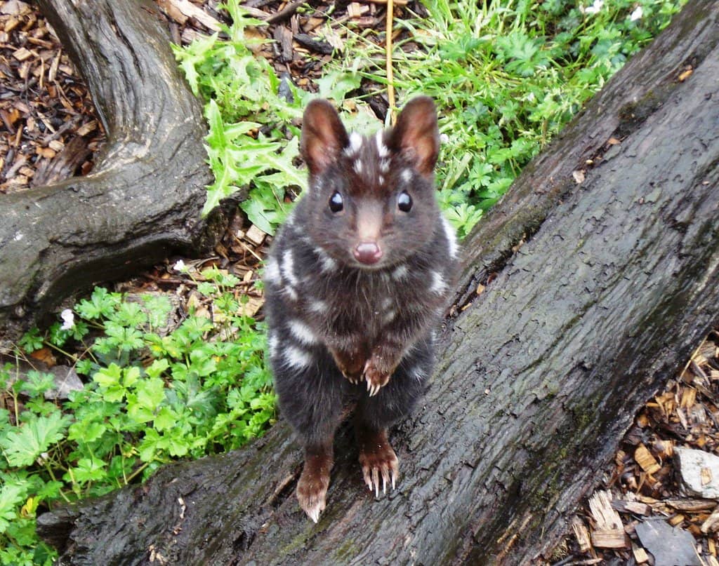 Quoll Encounters