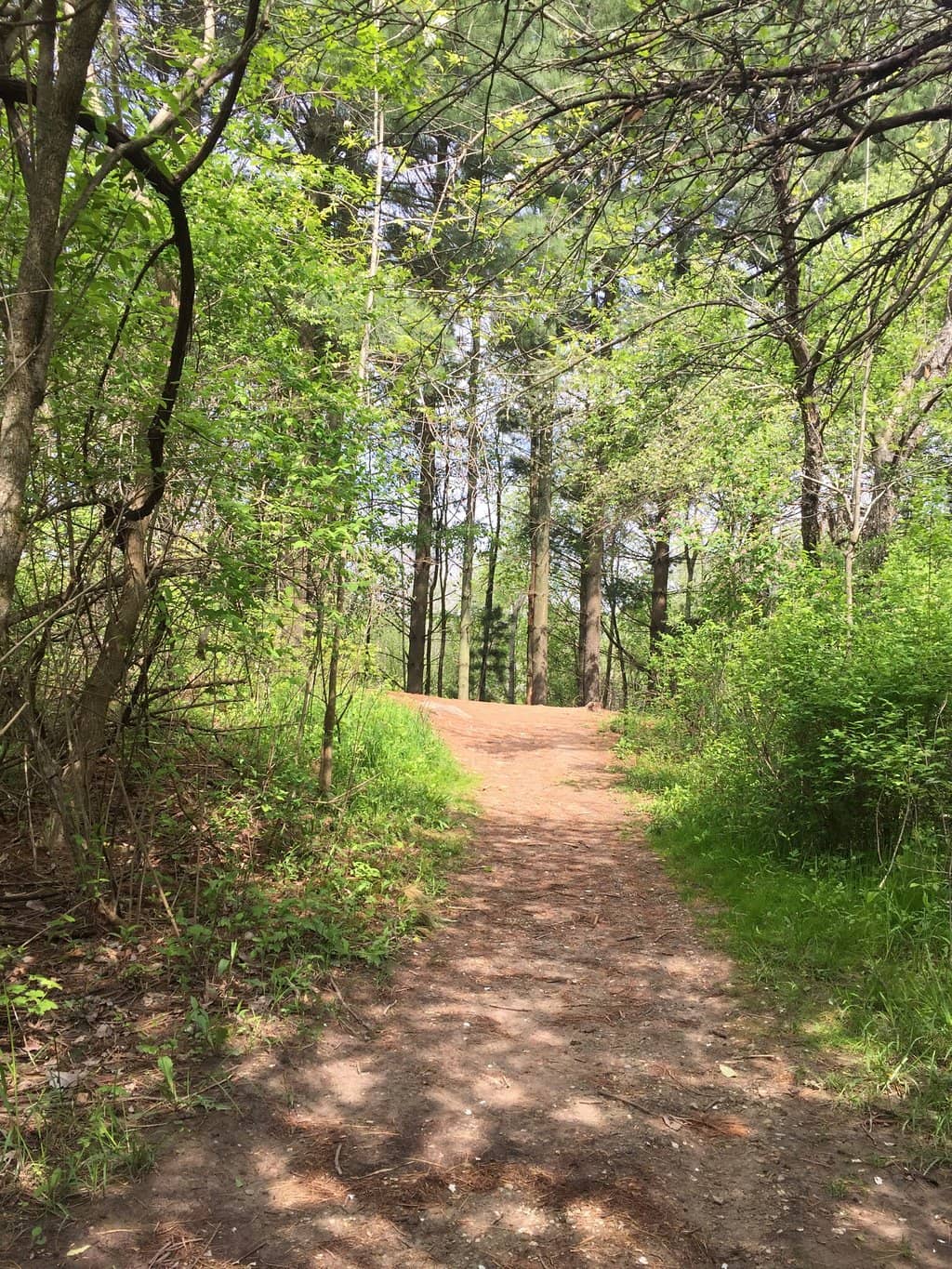 Prescribed Burn Area