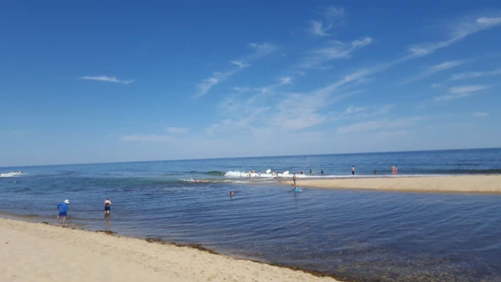 Marine Life Sightings