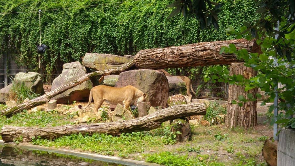 Unique Animal Encounters