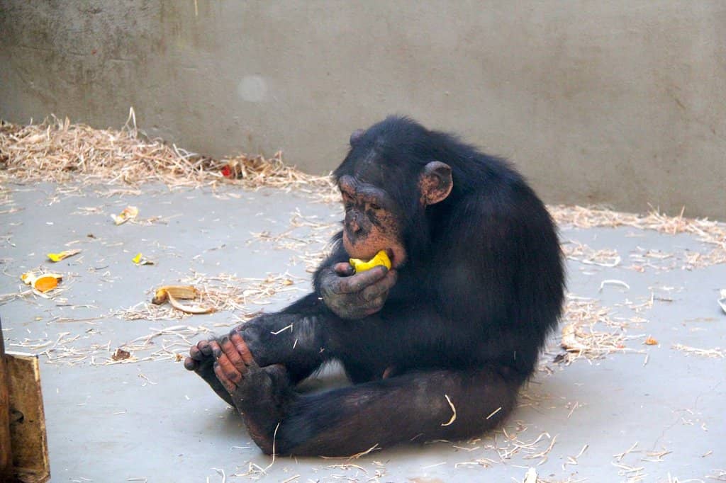 Giraffe and Rhino Overpass