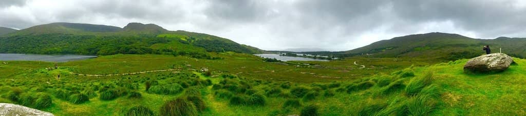 Sheep Grazing Fields