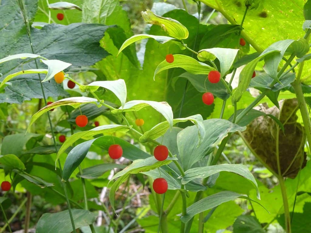 Trail of the Cedars Boardwalk