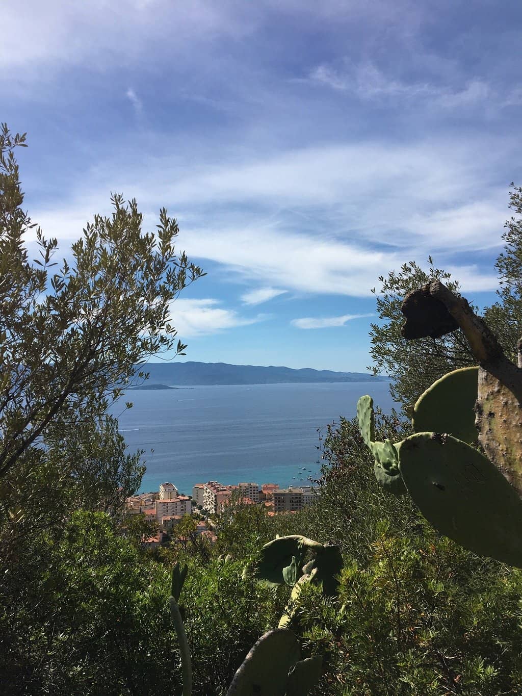 Exotic Cactus Landscape