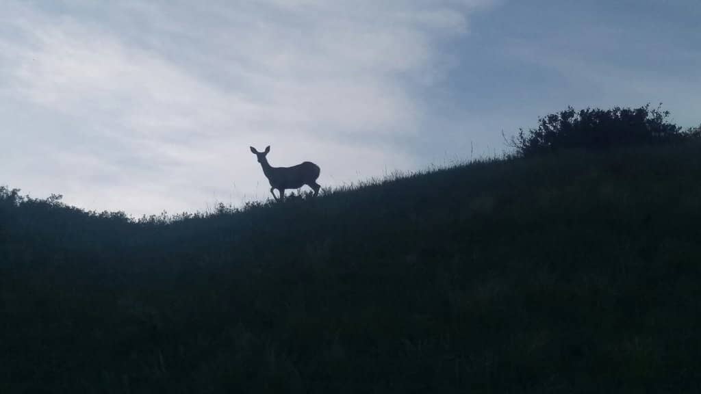 Prairie Flora & Fauna
