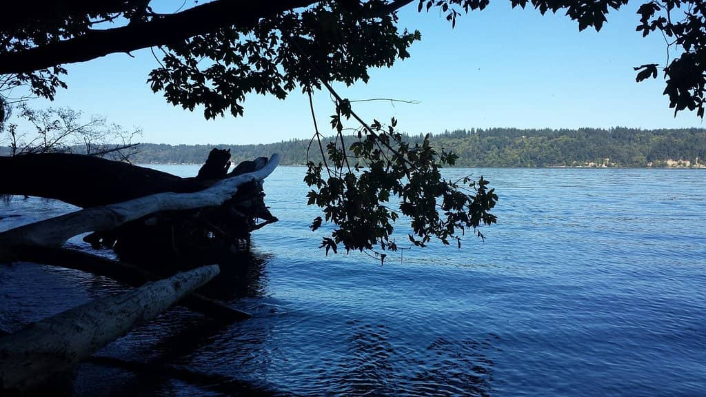 Low Tide Marine Life