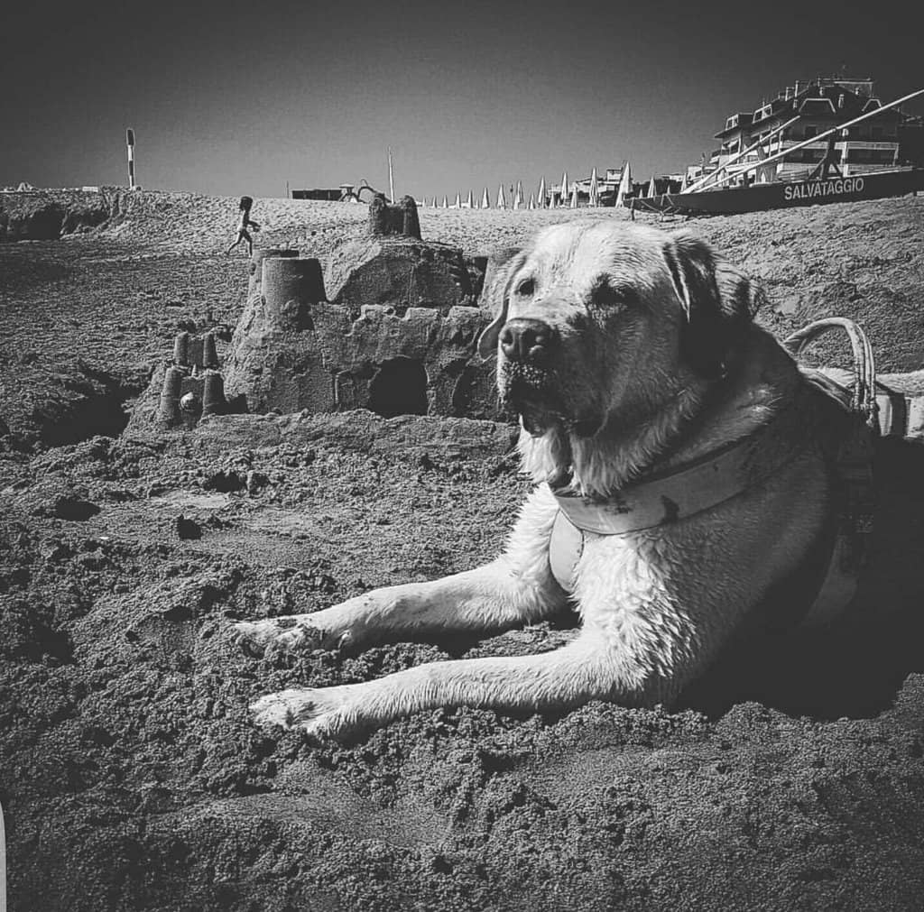 Dog Exercise Equipment