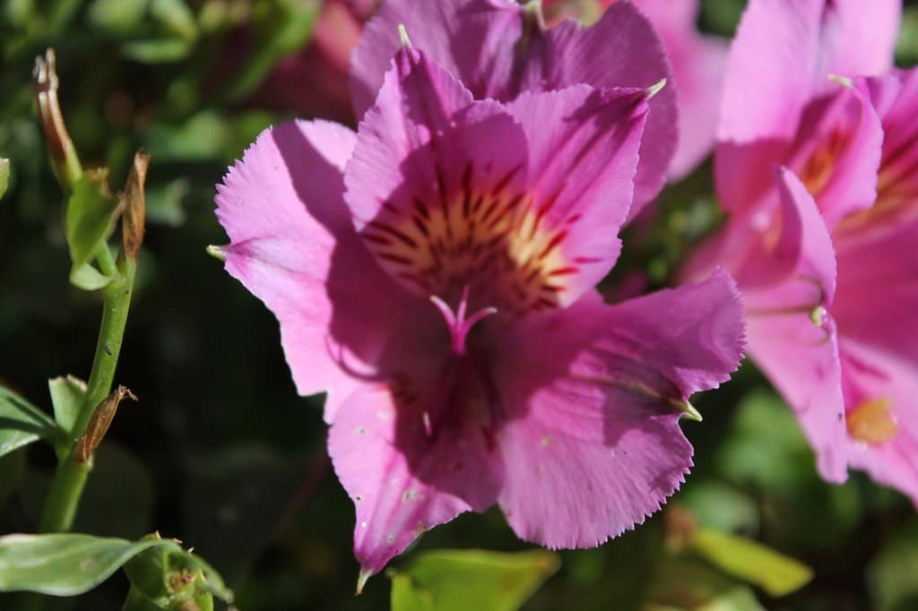 Diverse Themed Gardens