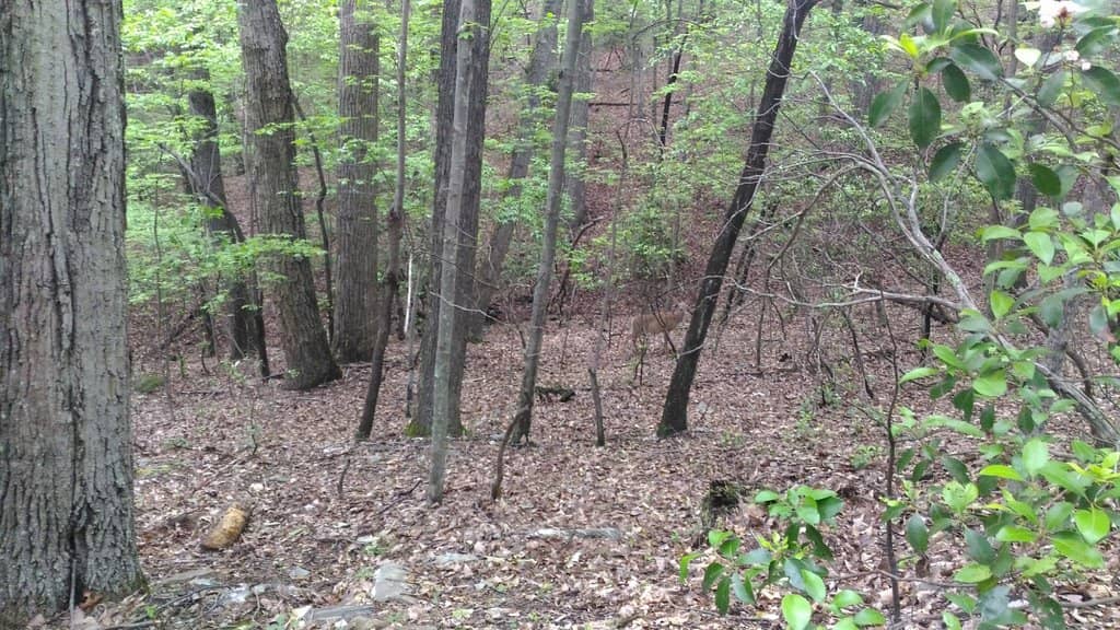 Moore's Knob Lookout Tower