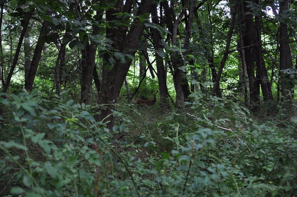 Parnell Rose Gardens