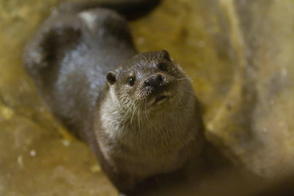 The Majestic Arapaima