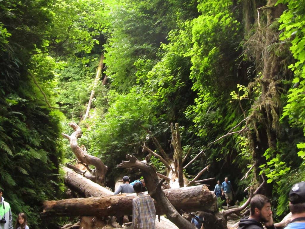Creek Walk Adventure