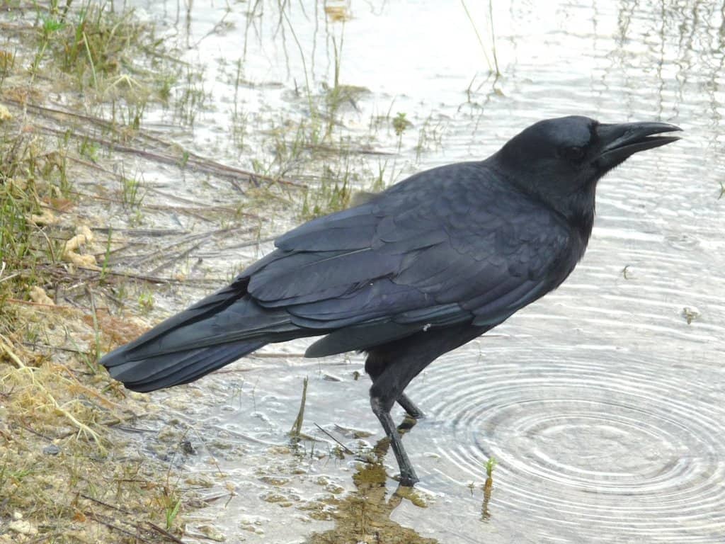 Generator-Free Nights