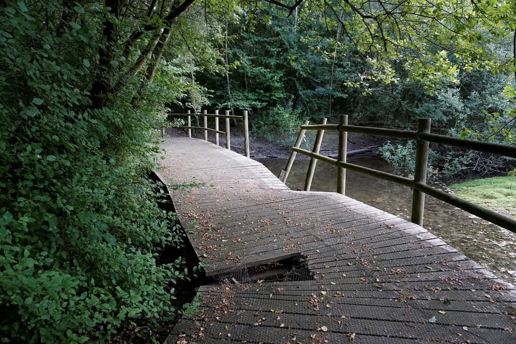 Dog-Friendly Adventures