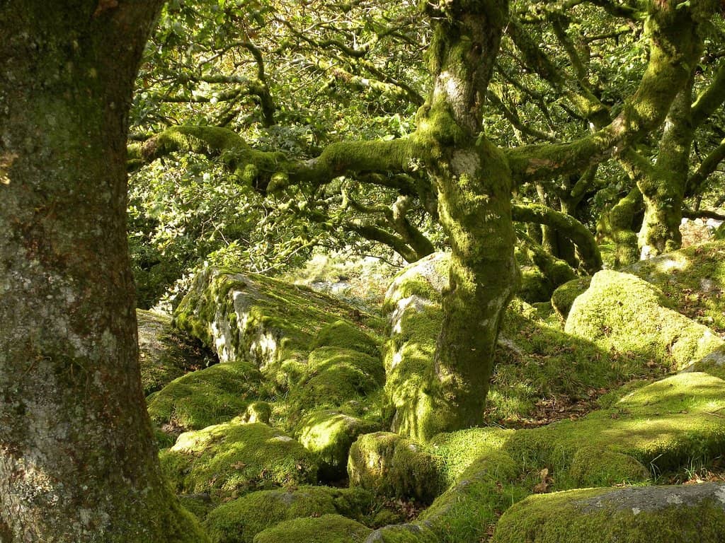 Dartmoor Hiking Trails