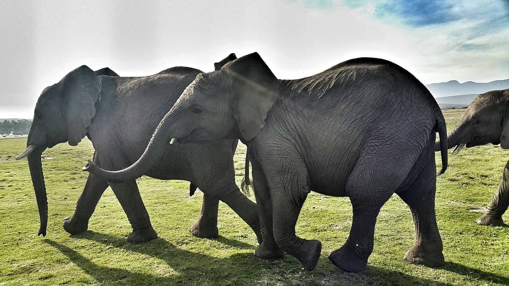 Expert Guided Safaris