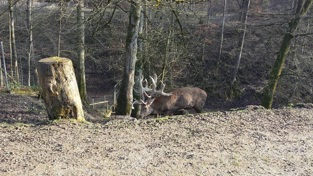 Bison & Przewalski's Horses