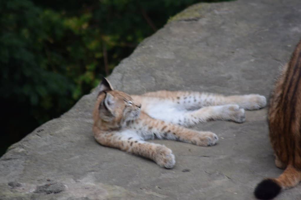 Scenic Woodland Setting