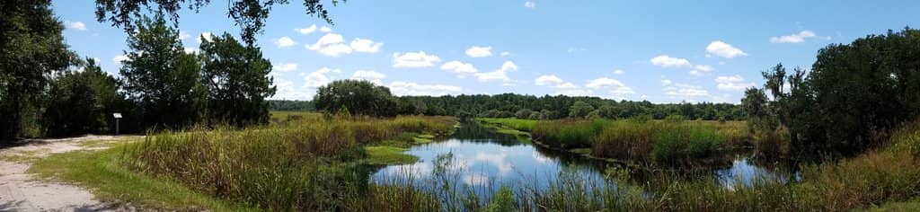 Alligator Encounters