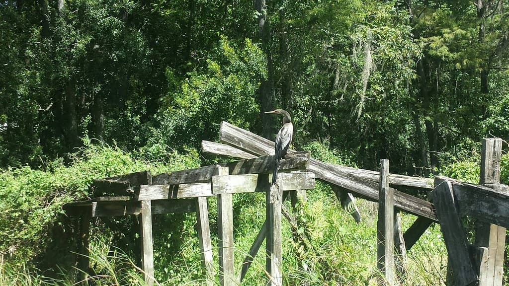Withlacoochee State Trail