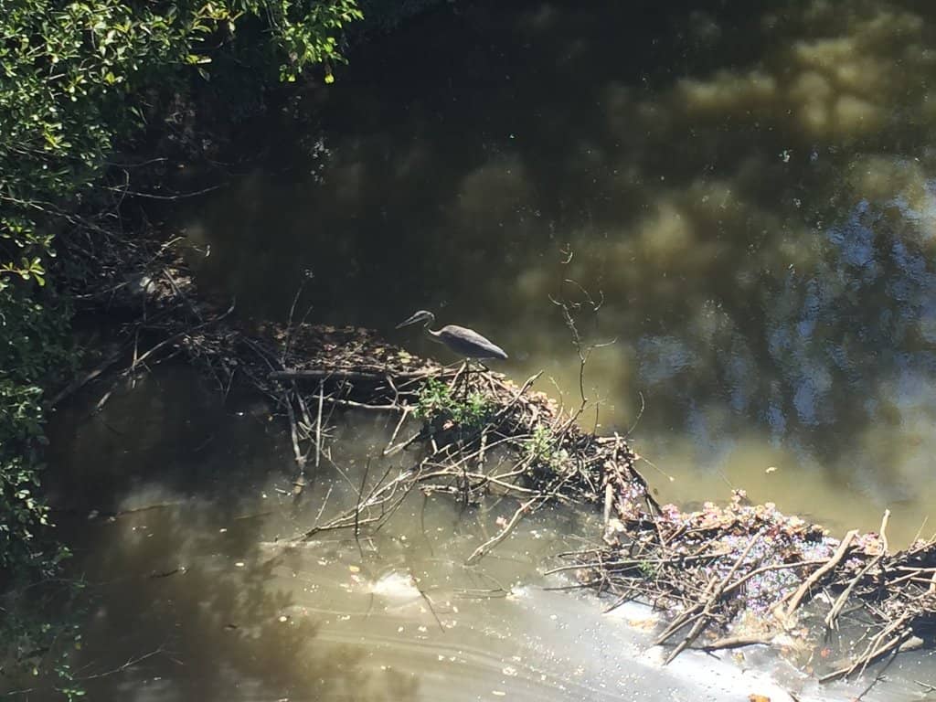 Birdwatching Hotspots