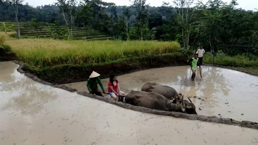 Selogriyo Temple Ruins