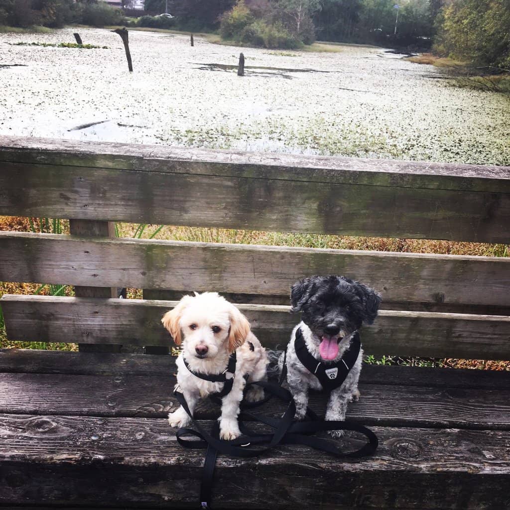 Fishtrap Creek Park Lake