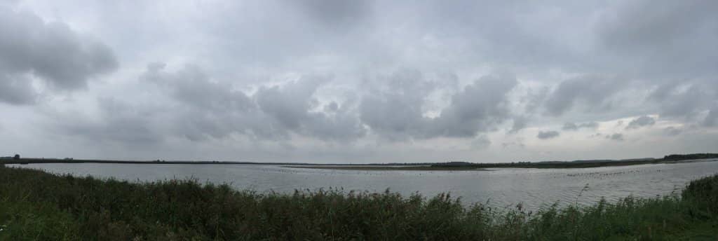 Konik Horses & Highland Cattle