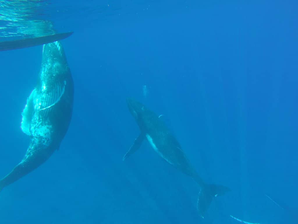 Sea Turtle Encounters