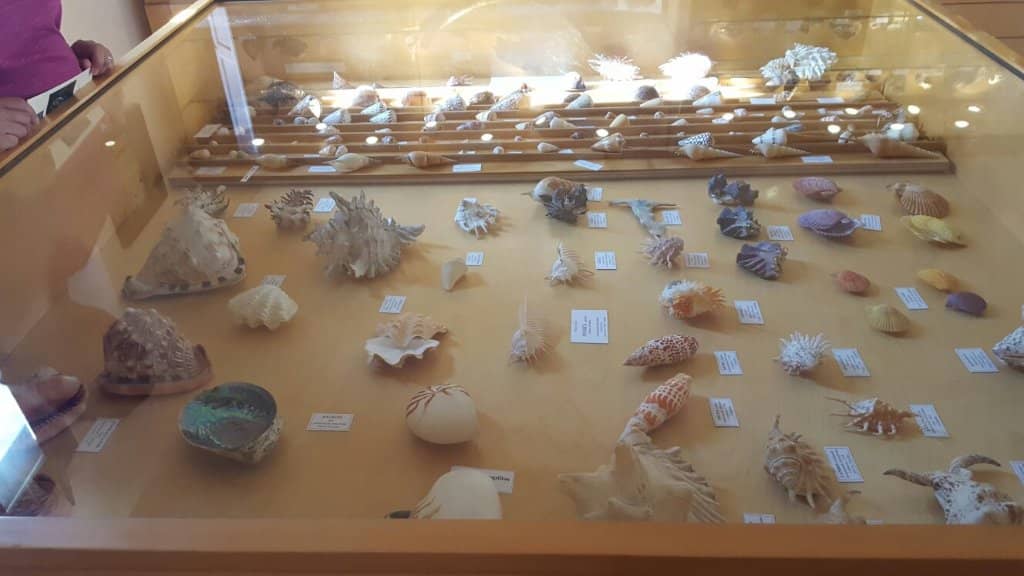 Enthusiastic Curator Tours