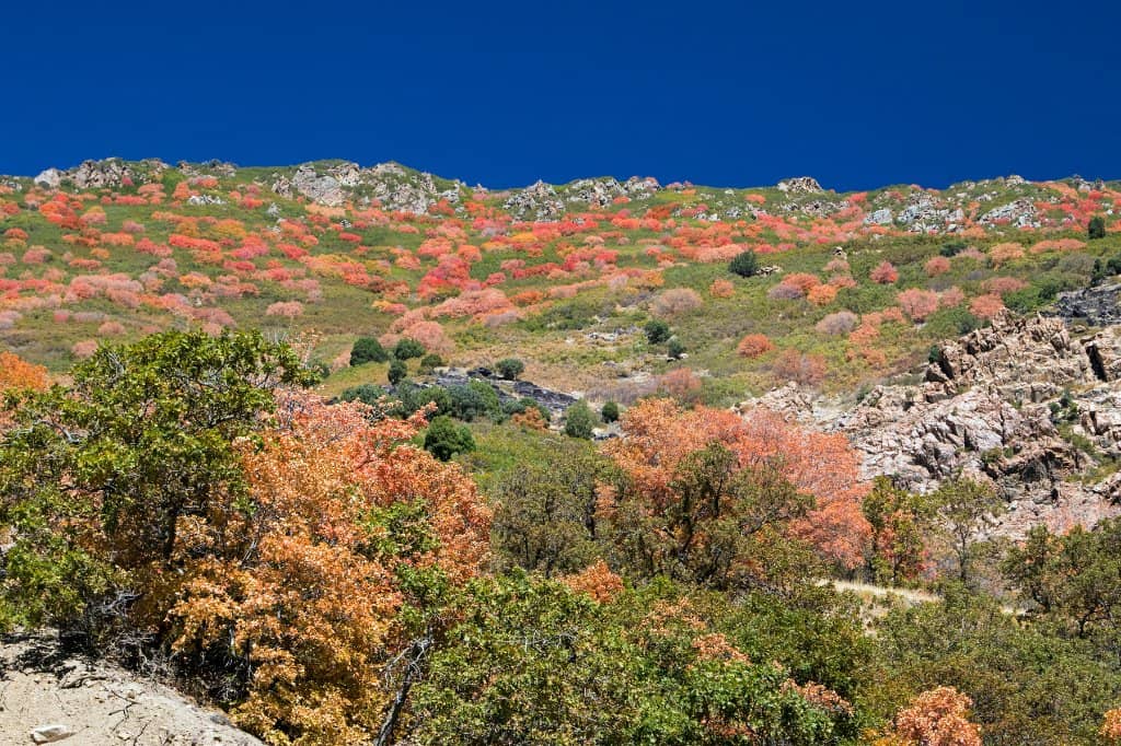 Wasatch Crest Trail Access