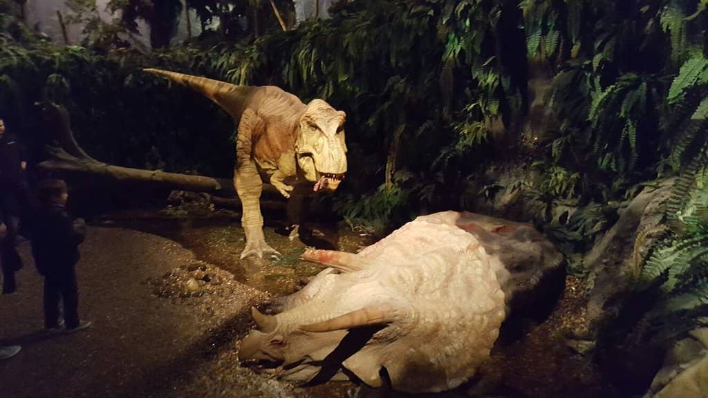 Fossils and Skeletons